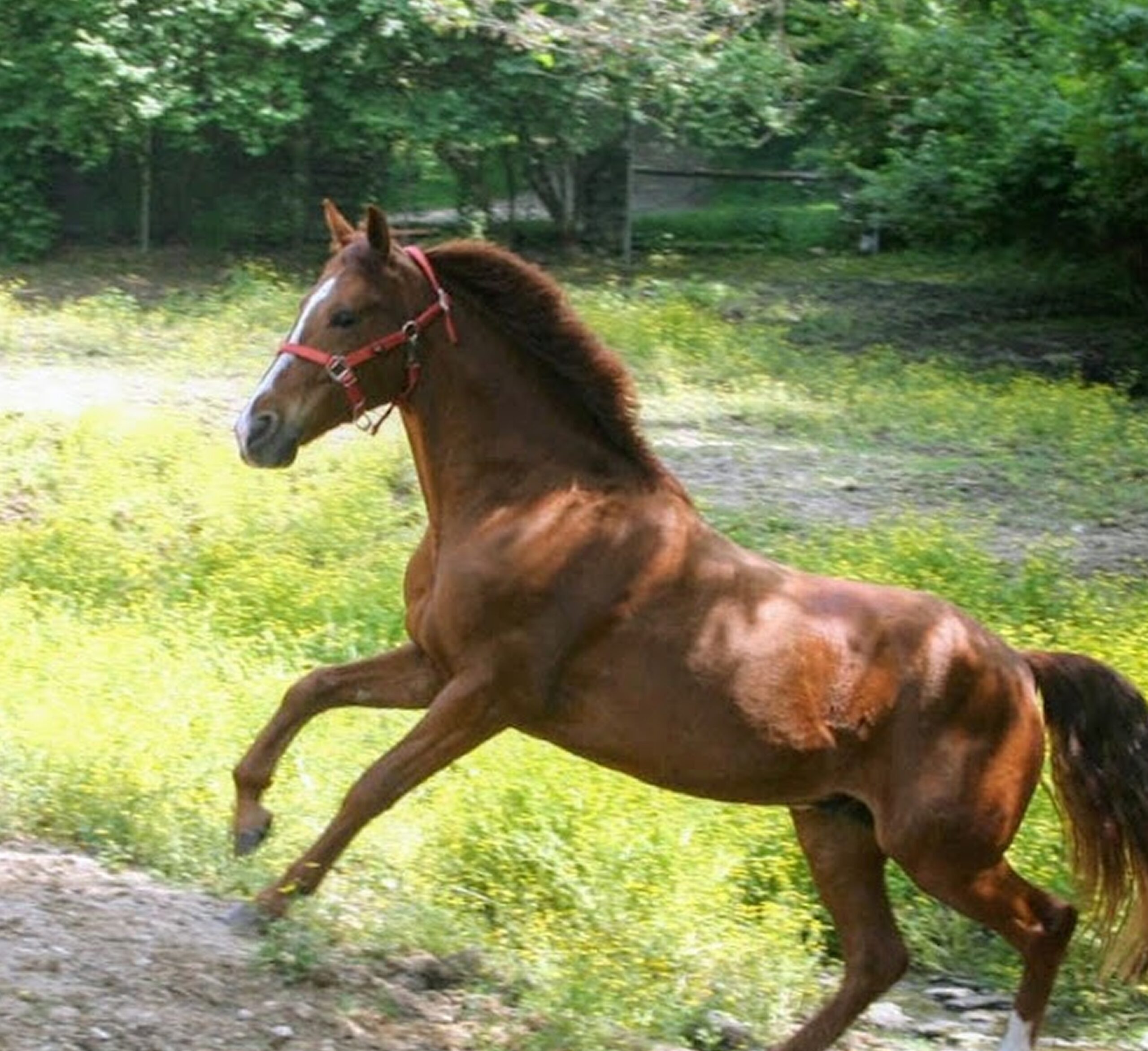horse-scaled-4